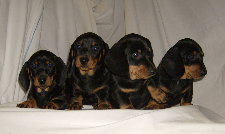 Trafic de chiots en Belgique